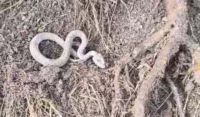 Kış Uykusuna Yatmayan Yılan Kameralara Yansıdı