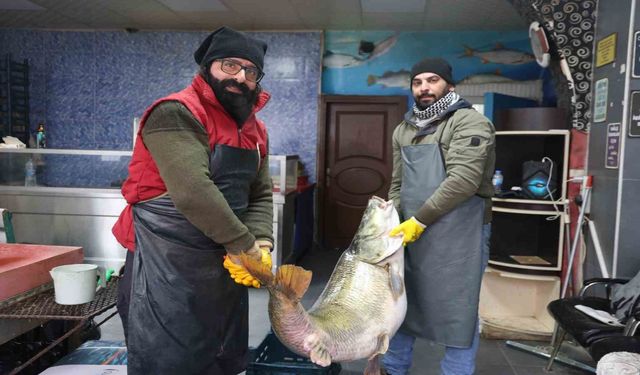 Elazığ'da Yakalanan 78 Kilogram Ağırlığındaki Turna Balığını İki Kişi Zor Taşıdı