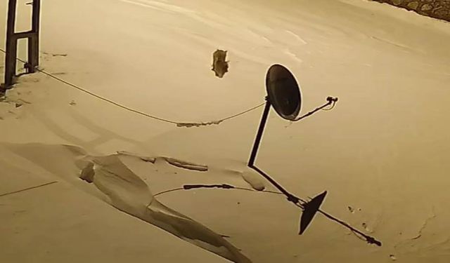 Elazığ'da Aç Kalan Yaban Hayvanları Köye İndi