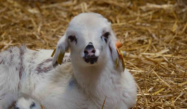 Koyunlara Suni Tohumlama Geliyor