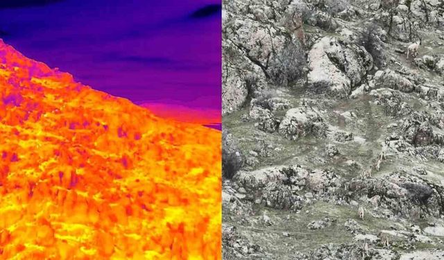 Dağ Keçileri Termal Dron İle Görüntülendi