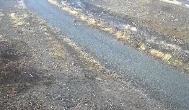 Elazığ'da mezraya inen kurt görüntülendi