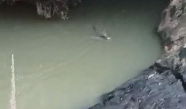 Su Samuru Balık Avlarken Görüntülendi