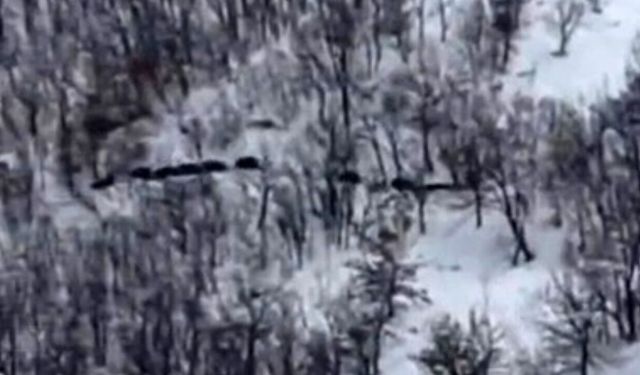 Elazığ'da Domuz Sürüsünü 'Ordu Geliyor' Diye Kayda Aldı