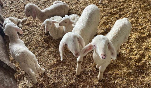 Kurbanlıklar Görücüye Çıkmaya Başladı