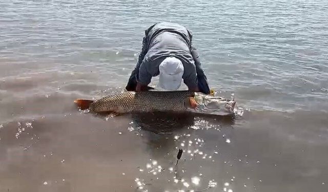 Elazığ'da amatör balıkçılar 65 kilo ağırlığında turna balığı yakaladı