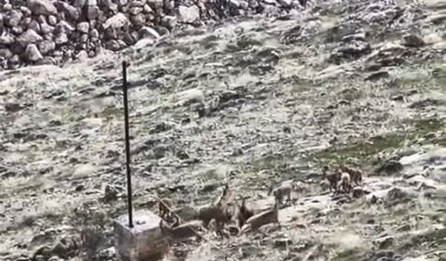 Elazığ'da dağ keçileri sürü halinde görüldü