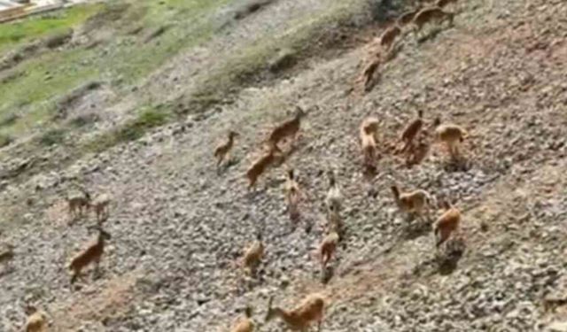 Dağ Keçileri Palu Kalesi'nde