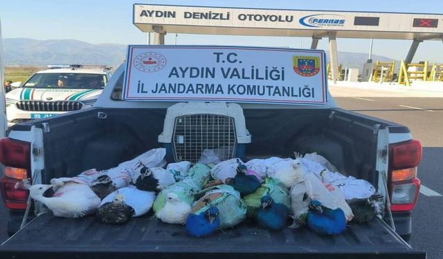 Elazığ’a Gönderilmek İstenen 12 Tavus Kuşu Jandarmaya Takıldı