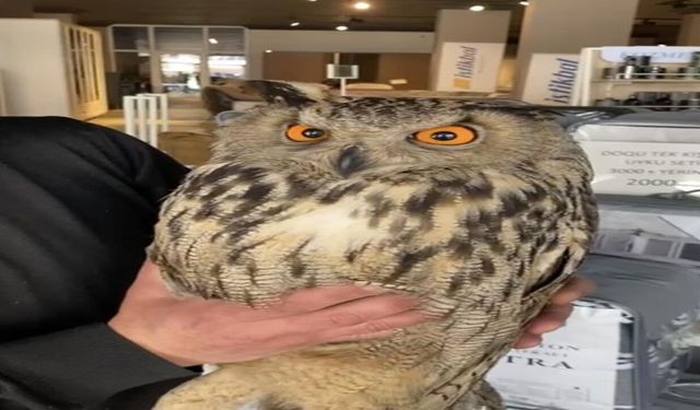 Elazığ'da Yaralı Halde Bulunan Puhu Ekiplere Teslim Edildi