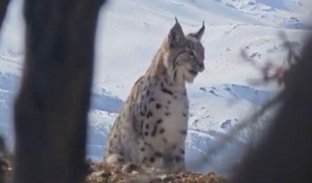 Akdağ'ın Eteklerinde Vaşak, Kurt Ve Dağ Keçisi Peş Peşe Görüldü
