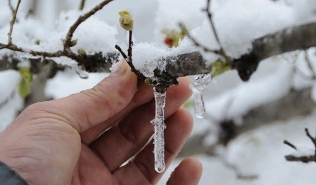 Zirai Don Uyarısı: 11 Nisan’a Kadar Risk Devam Ediyor