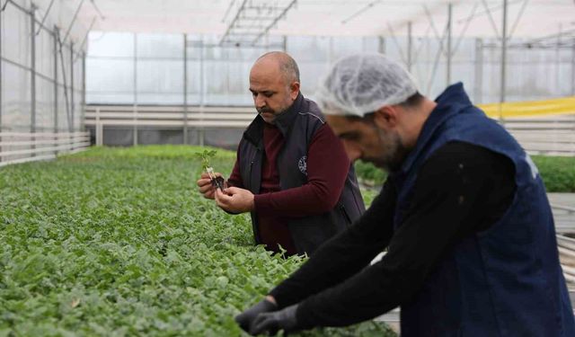 Jeotermal tesiste üretilen çiçekler, kentin renklenmesinde önemli rol alıyor