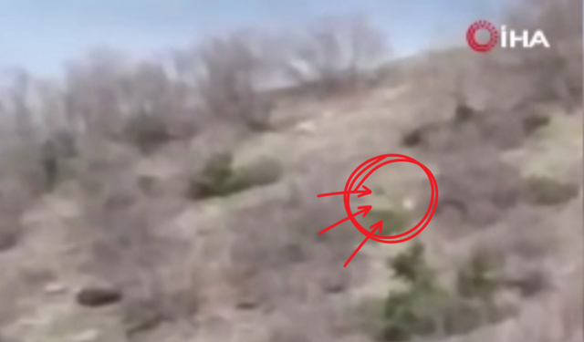 Çoban Köpeğinin Ayıyı Kovaladığı Anlar Görüntülendi