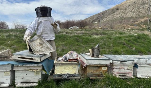 Arıcılar Yavru ve Besleme Dönemine Girdi