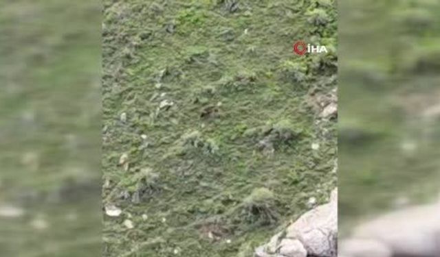 Elazığ'da Dağlık Alanda Koşan Ayı Görüntülendi