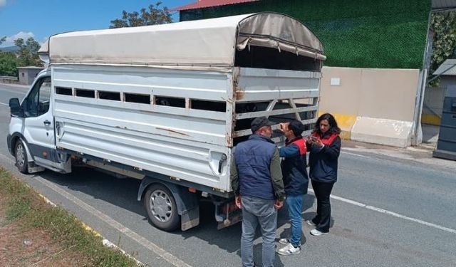 Elazığ'da Kurban Bayramı öncesi hayvan sevklerine sıkı denetim