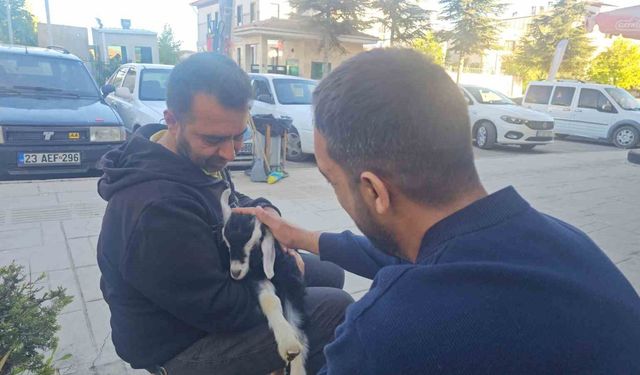 Elazığ'da 'Zeytin' İsimli Oğlak, Mahallenin Maskotu Haline Geldi