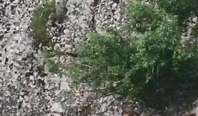 Elazığ'ın tarihi mahallesinde dağ keçileri görüntülendi