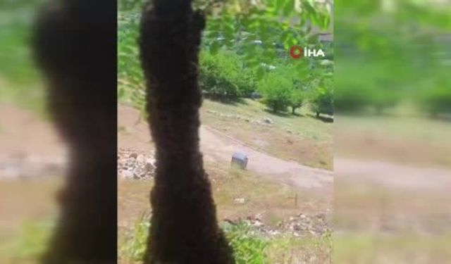 Arılar Ağaçta Oğul Verdi: Dallar Arıların Ağırlığıyla Eğildi