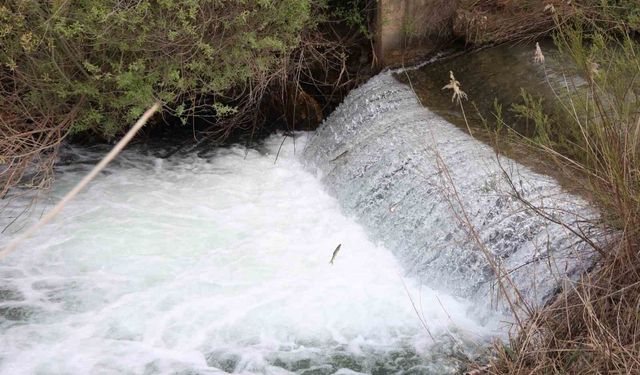 Siraz balıklarının akıntıya karşı göçü sürüyor