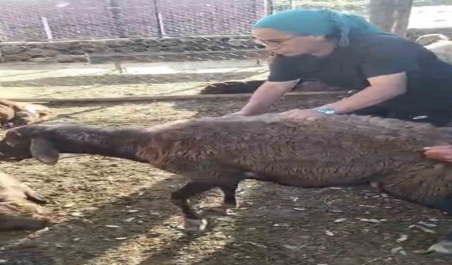 Kurt ağıla girdi: 8 koyun telef oldu, 8'i kayıp
