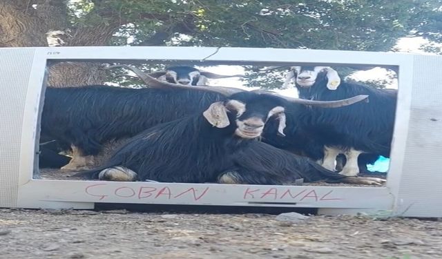 Fenomen Çoban Bu Kez Ekran Başına Geçen Keçisine Seslendirme Yaptı