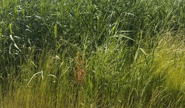 Elazığ Belediyesi’nden Ot ve Haşerelere Karşı Koordineli Mücadele