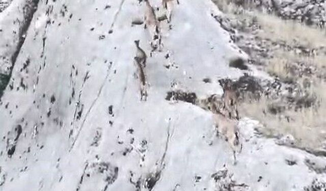 Elazığ'da Dağ Keçileri Dronla Görüntülendi