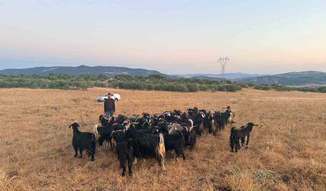 Elazığ'da Kaybolan 30 Keçi Dron Destekli Çalışmayla Bulundu