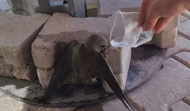 Sıcaktan Bitkin Düşen Ebabil, Su ile Yeniden Hayata Tutundu