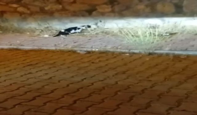 Elazığ'da Kedi ile Yılanın Mücadelesi Kamerada