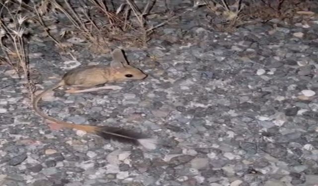 Elazığ'da Arap Tavşanı Görüldü