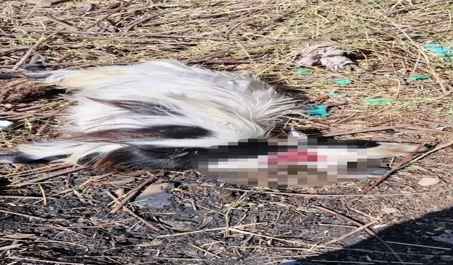 Elazığ'da Sokak Köpekleri 2 Keçiyi Telef Etti
