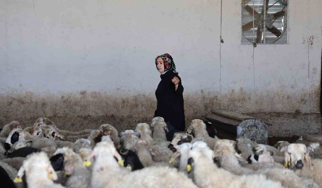Elazığlı kadın girişimci devlet desteğiyle çiftlik kurdu