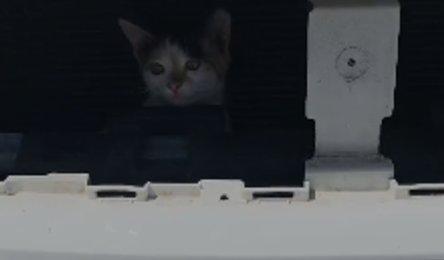 Yavru Kedi Otomobilin Motor Kısmında Mahsur Kaldı