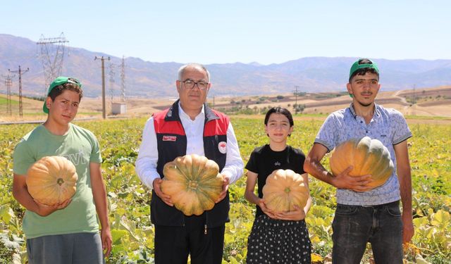 Kovancılar’da Kabak Hasadında Bereket Sevinci