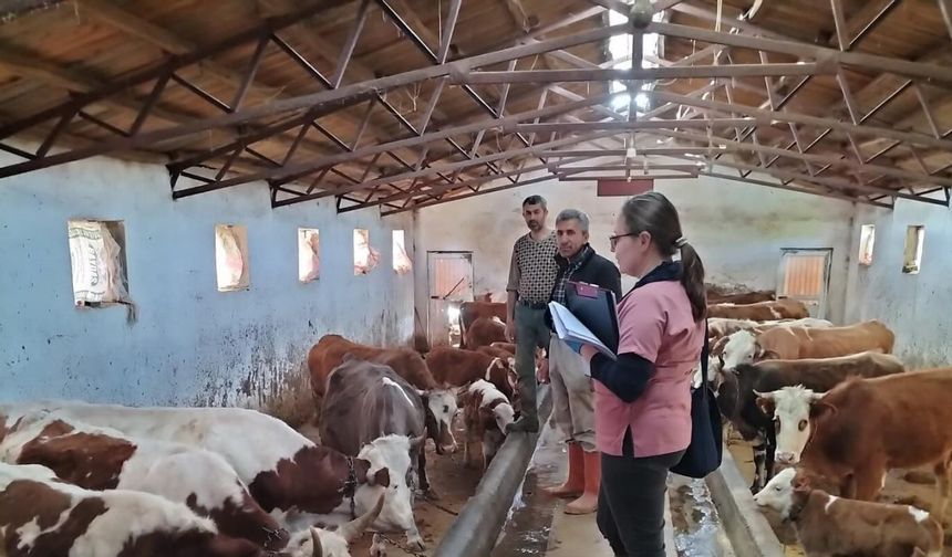 Elazığ’da Aşılama ve Küpeleme Çalışması Sürüyor