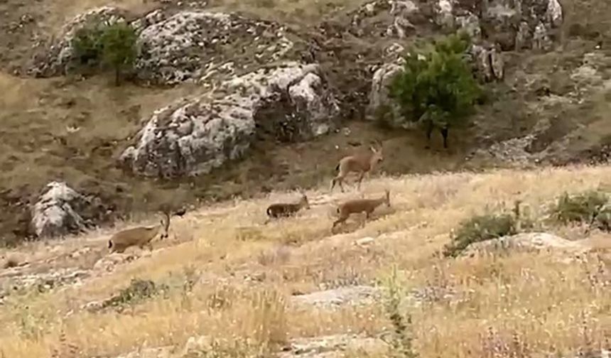 Elazığ’da Dağ Keçileri Sürü Halinde Görüntülendi