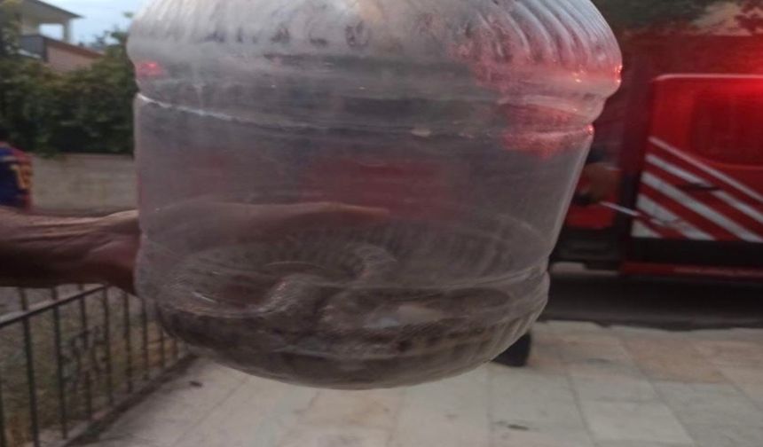 Elazığ’da Engerek Yılanı Paniği