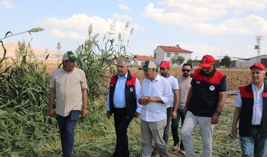 Elazığ’da Sorgum Sudan Otu Melezi Hasadı