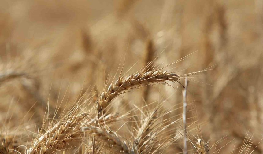 Küresel Tahıl Üretiminde 105 Milyon Tonluk Rekor Artış Bekleniyor