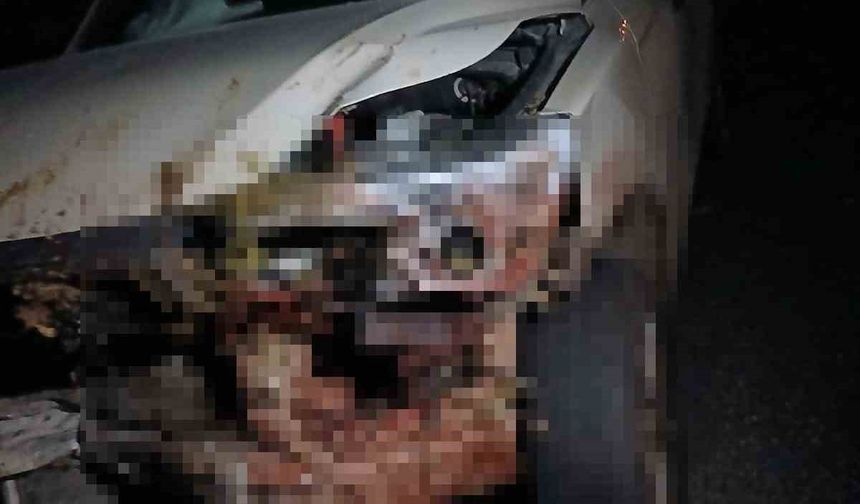 Elazığ’da kamyonet sürüye çarptı: 30 küçükbaş hayvan telef oldu