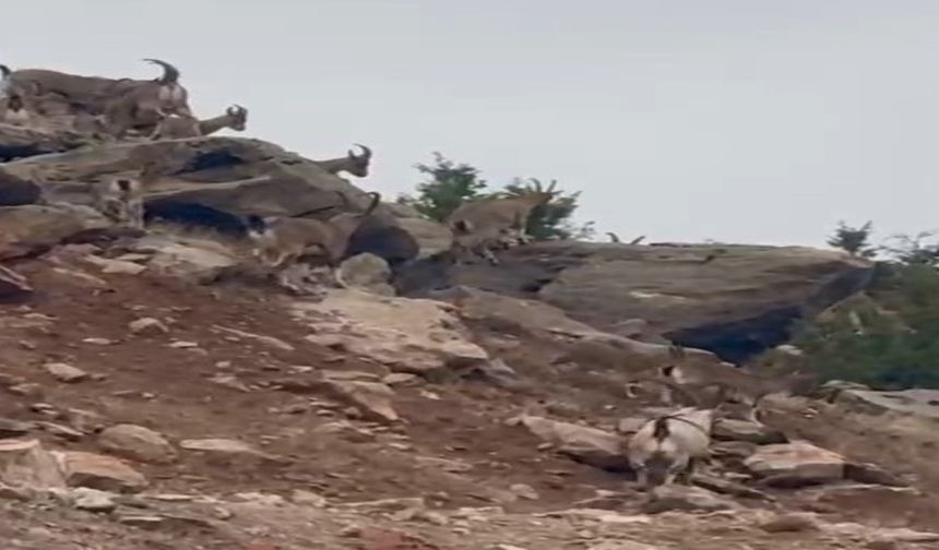 Elazığ’da Dağ Keçileri Sürü Halinde Görüntülendi