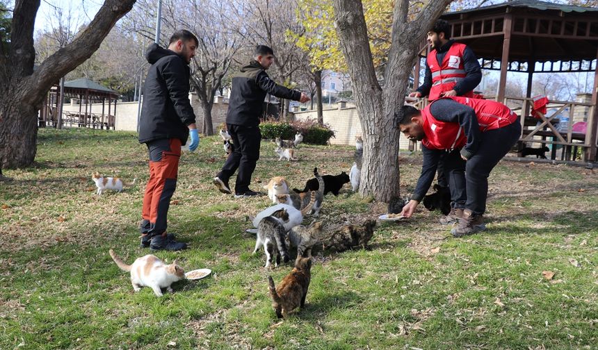 Gençler, Kış Aylarında Sahipsiz Kediler İçin Mama Seferberliği Başlattı