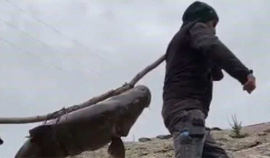 Nehirde Yakalanan 60 Kiloluk Dev Turna Balığını, Çam Sırığına Bağlayıp Taşıdılar