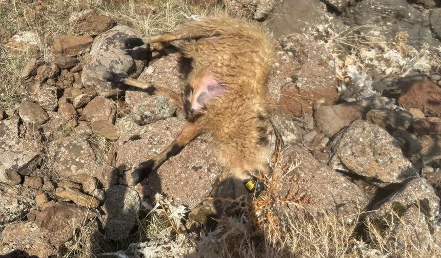 Sürüden Ayrılan Koyunları Kurt Kaptı: 28 Koyun Telef Oldu