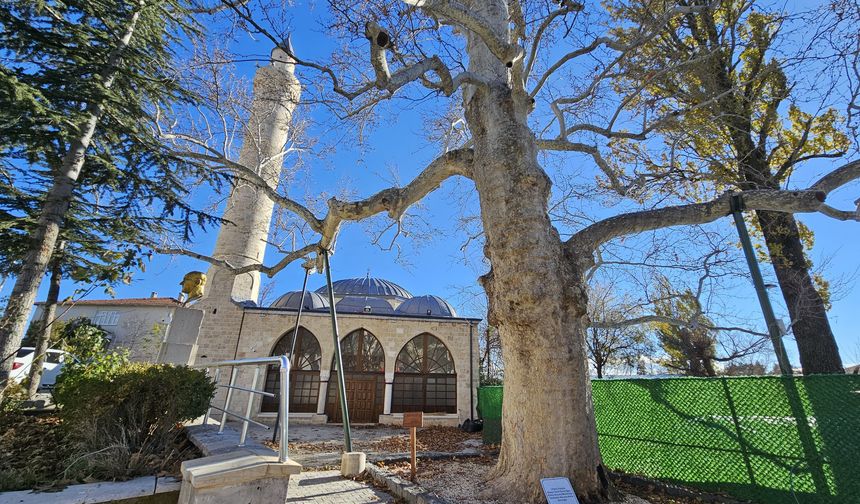 Harput’un 3 Asırlık Çınarı Yıllara Meydan Okuyor
