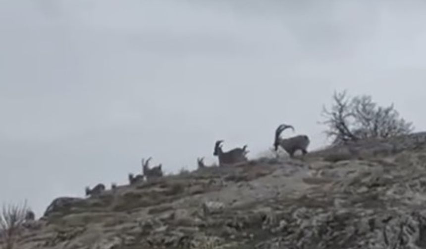 Elazığ’da yaban Keçileri Sürü Halinde Görüntülendi