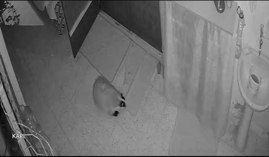 Kedilerinin Mamasına Dadanan Porsuk İçin Evine Alarm Sistemi Kurdu